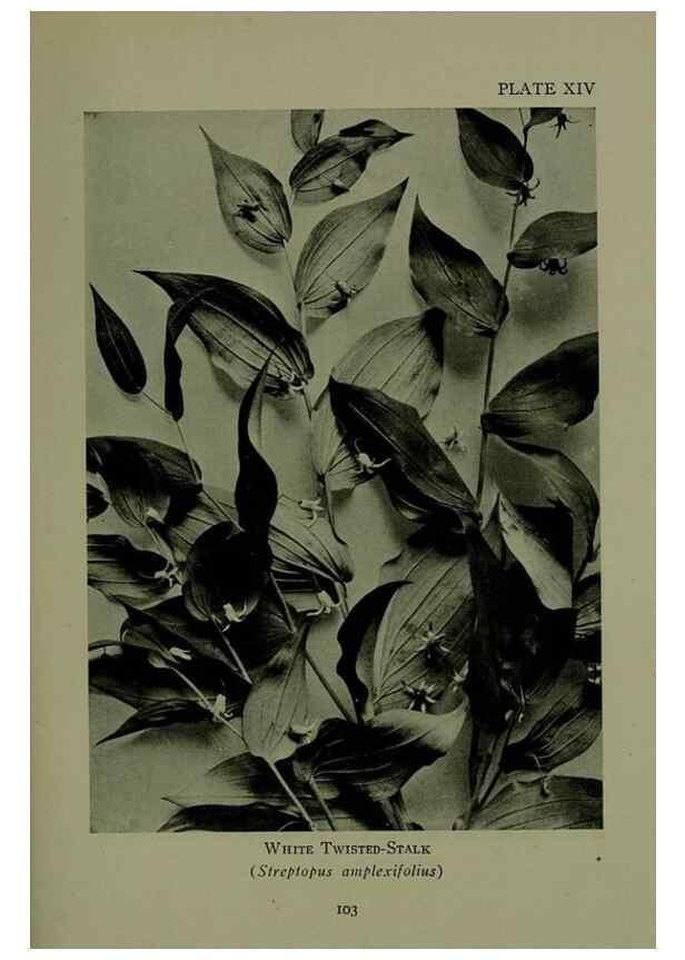 Reproducción/Reproduction 48593832946: Wild flowers of the North American mountains /. New York :R.M. McBride,1915.. 