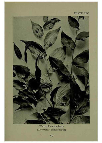 Reproducción/Reproduction 48593832946: Wild flowers of the North American mountains /. New York :R.M. McBride,1915.. 