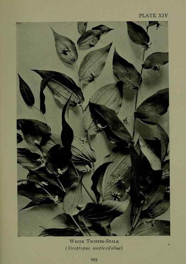 Reproducción/Reproduction 48593832946: Wild flowers of the North American mountains /. New York :R.M. McBride,1915.. 