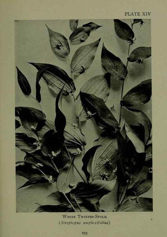 Reproducción/Reproduction 48593832946: Wild flowers of the North American mountains /. New York :R.M. McBride,1915.. 