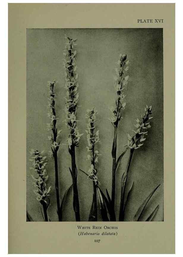 Reproducción/Reproduction 48593974672: Wild flowers of the North American mountains /. New York :R.M. McBride,1915.. 