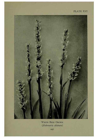 Reproducción/Reproduction 48593974672: Wild flowers of the North American mountains /. New York :R.M. McBride,1915.. 