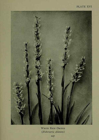 Reproducción/Reproduction 48593974672: Wild flowers of the North American mountains /. New York :R.M. McBride,1915.. 