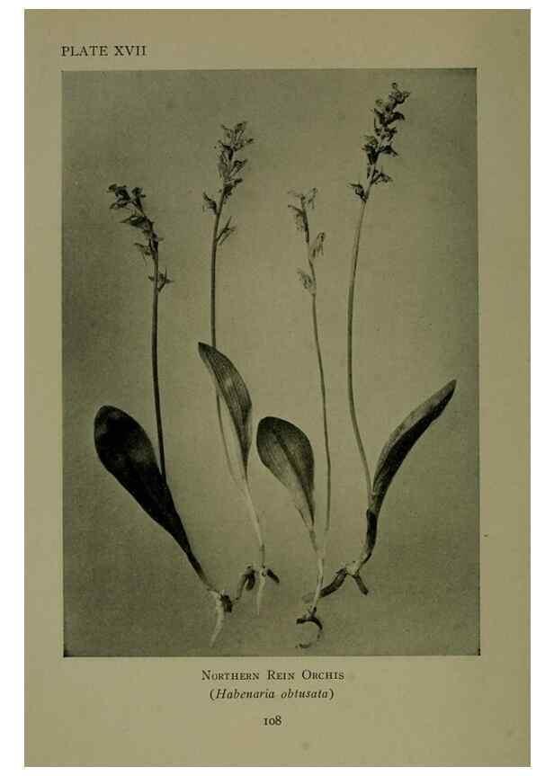 Reproducción/Reproduction 48593975157: Wild flowers of the North American mountains /. New York :R.M. McBride,1915.. 