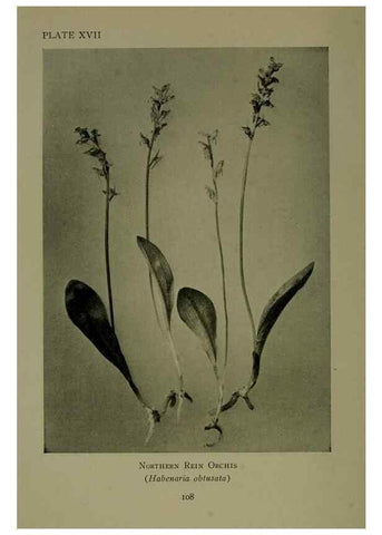Reproducción/Reproduction 48593975157: Wild flowers of the North American mountains /. New York :R.M. McBride,1915.. 
