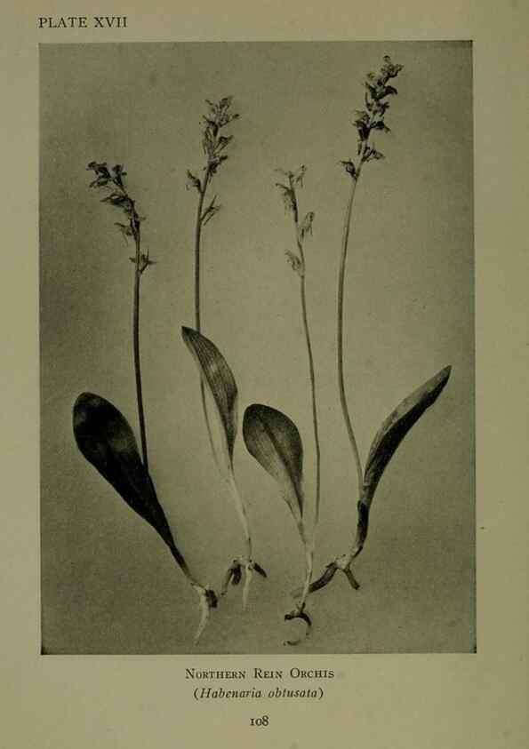 Reproducción/Reproduction 48593975157: Wild flowers of the North American mountains /. New York :R.M. McBride,1915.. 