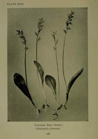 Reproducción/Reproduction 48593975157: Wild flowers of the North American mountains /. New York :R.M. McBride,1915.. 