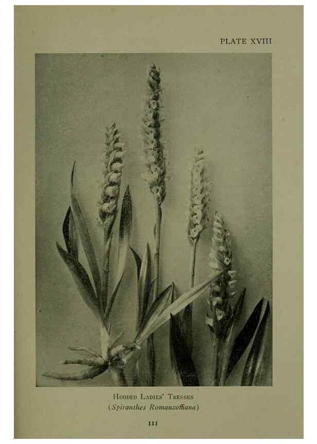 Reproducción/Reproduction 48593975517: Wild flowers of the North American mountains /. New York :R.M. McBride,1915.. 