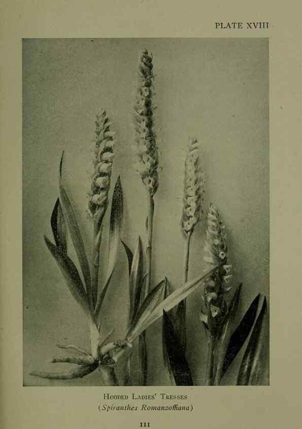 Reproducción/Reproduction 48593975517: Wild flowers of the North American mountains /. New York :R.M. McBride,1915.. 