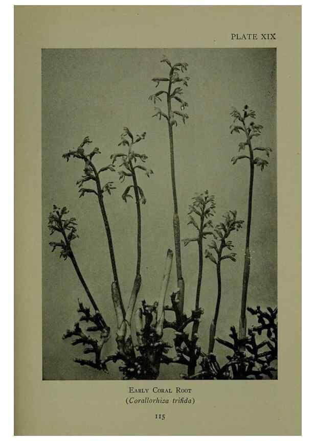 Reproducción/Reproduction 48593835276: Wild flowers of the North American mountains /. New York :R.M. McBride,1915.. 