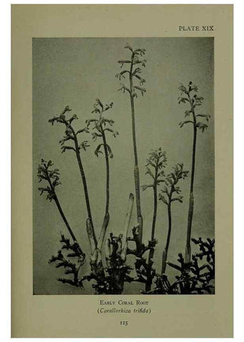 Reproducción/Reproduction 48593835276: Wild flowers of the North American mountains /. New York :R.M. McBride,1915.. 