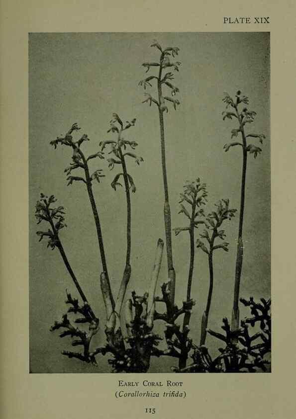 Reproducción/Reproduction 48593835276: Wild flowers of the North American mountains /. New York :R.M. McBride,1915.. 