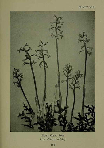 Reproducción/Reproduction 48593835276: Wild flowers of the North American mountains /. New York :R.M. McBride,1915.. 