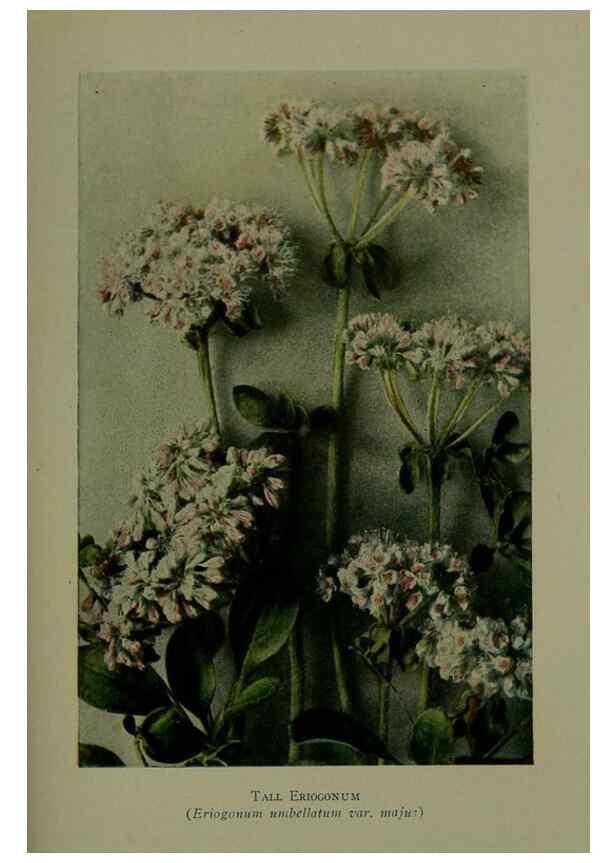 Reproducción/Reproduction 48593835876: Wild flowers of the North American mountains /. New York :R.M. McBride,1915.. 