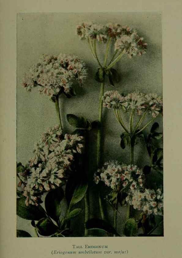 Reproducción/Reproduction 48593835876: Wild flowers of the North American mountains /. New York :R.M. McBride,1915.. 