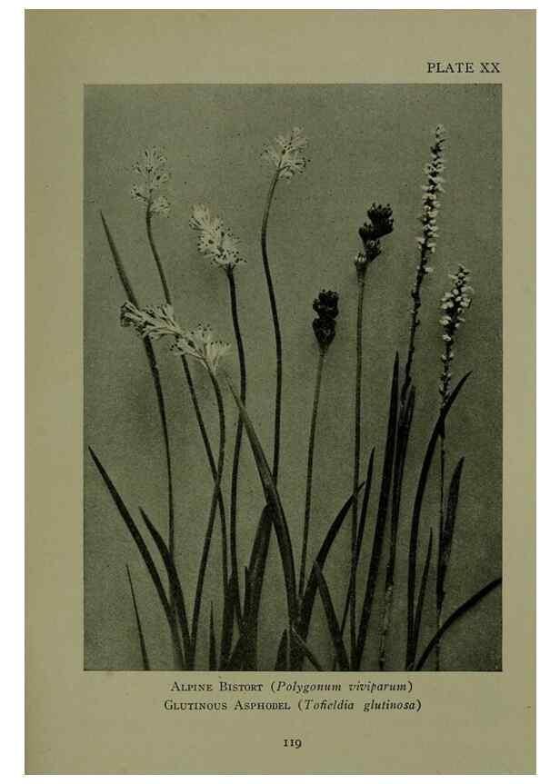 Reproducción/Reproduction 48593836416: Wild flowers of the North American mountains /. New York :R.M. McBride,1915.. 