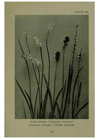 Reproducción/Reproduction 48593836416: Wild flowers of the North American mountains /. New York :R.M. McBride,1915.. 
