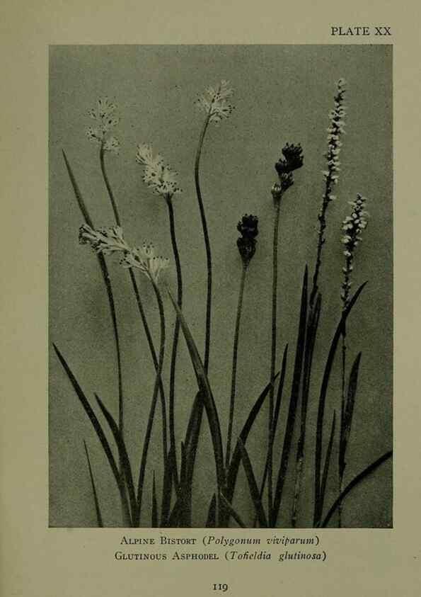 Reproducción/Reproduction 48593836416: Wild flowers of the North American mountains /. New York :R.M. McBride,1915.. 