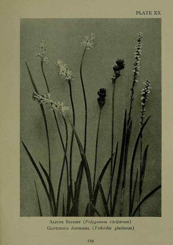 Reproducción/Reproduction 48593836416: Wild flowers of the North American mountains /. New York :R.M. McBride,1915.. 