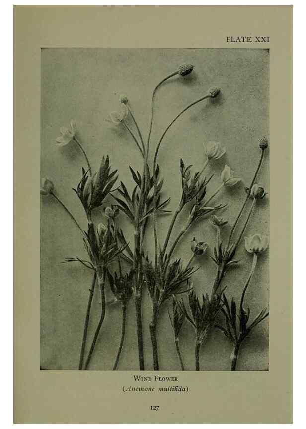 Reproducción/Reproduction 48593977747: Wild flowers of the North American mountains /. New York :R.M. McBride,1915.. 