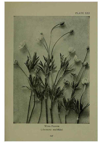 Reproducción/Reproduction 48593977747: Wild flowers of the North American mountains /. New York :R.M. McBride,1915.. 