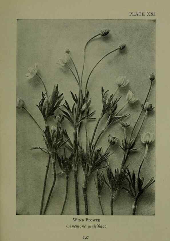Reproducción/Reproduction 48593977747: Wild flowers of the North American mountains /. New York :R.M. McBride,1915.. 