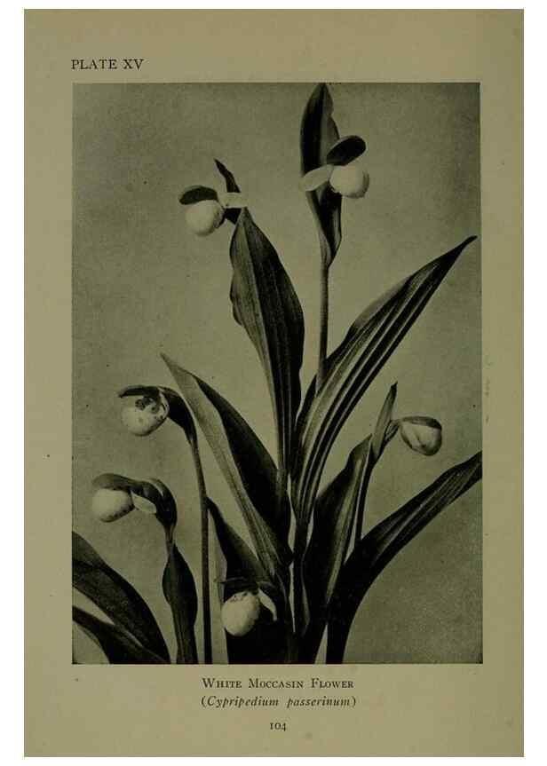 Reproducción/Reproduction 48593974257: Wild flowers of the North American mountains /. New York :R.M. McBride,1915.. 