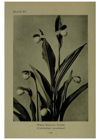 Reproducción/Reproduction 48593974257: Wild flowers of the North American mountains /. New York :R.M. McBride,1915.. 
