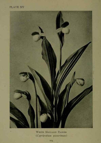 Reproducción/Reproduction 48593974257: Wild flowers of the North American mountains /. New York :R.M. McBride,1915.. 