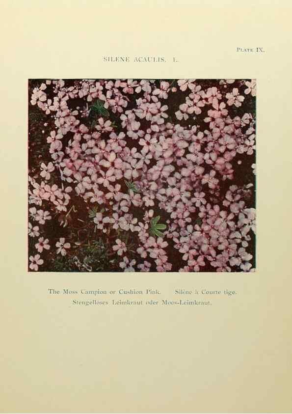 Reproducción/Reproduction 48592357942: Summer flowers of the high Alps /. London :Dent ;1910.. 