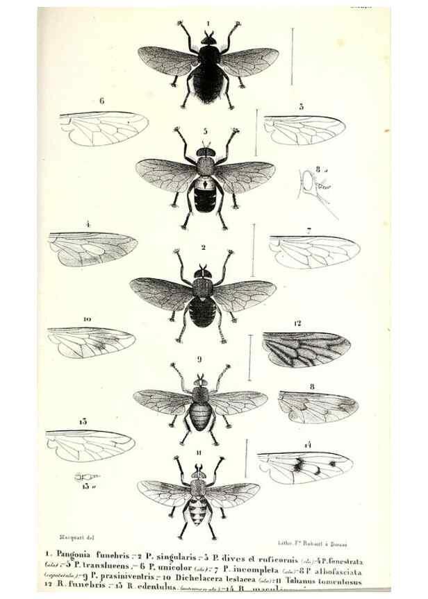 Reproducción/Reproduction 48601941296: Diptères exotiques nouveaux ou peu connus. Paris :Roret,1838-[43]. 
