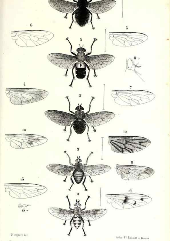 Reproducción/Reproduction 48601941296: Diptères exotiques nouveaux ou peu connus. Paris :Roret,1838-[43]. 