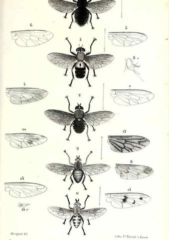 Reproducción/Reproduction 48601941296: Diptères exotiques nouveaux ou peu connus. Paris :Roret,1838-[43]. 