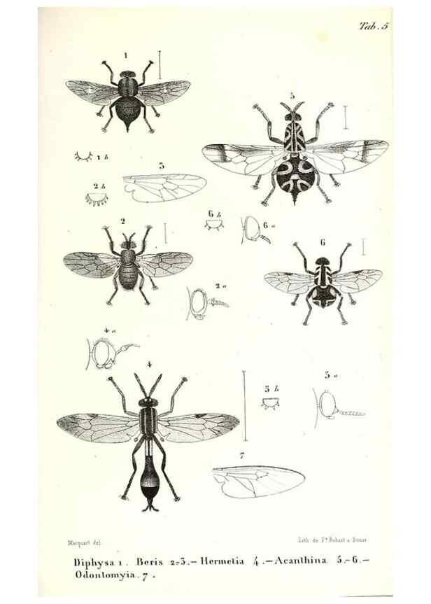 Reproducción/Reproduction 48601942206: Diptères exotiques nouveaux ou peu connus. Paris :Roret,1838-[43]. 