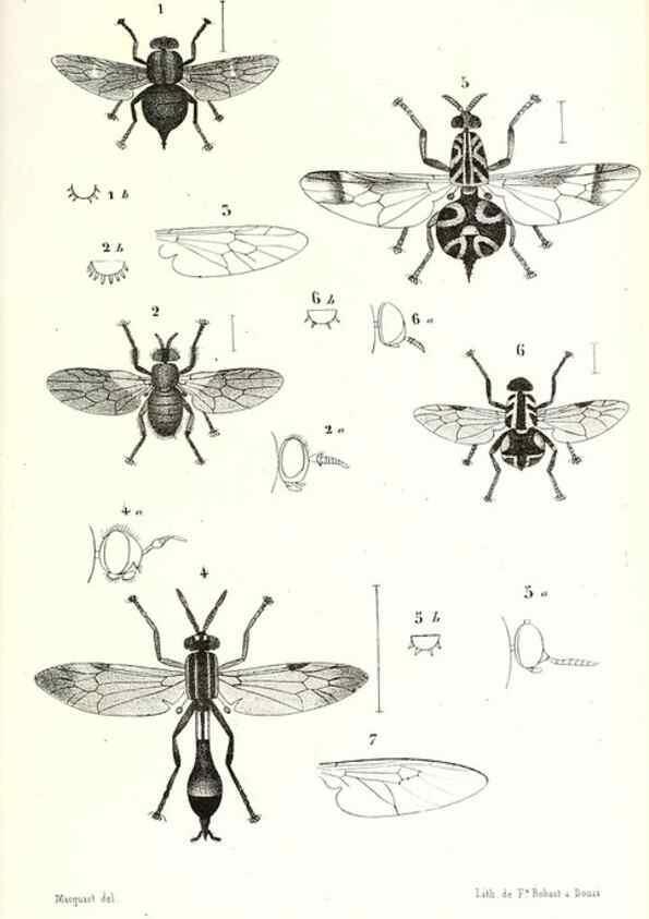 Reproducción/Reproduction 48601942206: Diptères exotiques nouveaux ou peu connus. Paris :Roret,1838-[43]. 