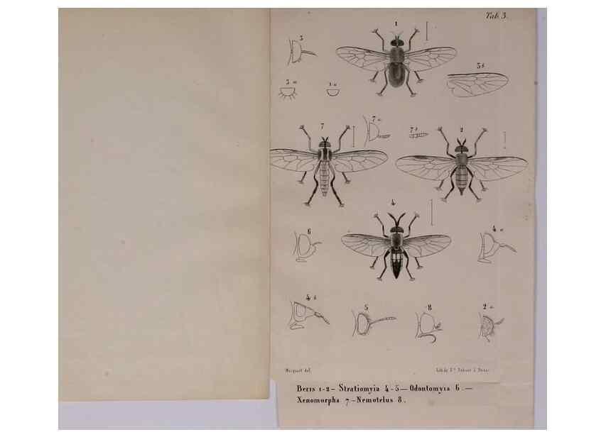 Reproducción/Reproduction 48602225062: Diptères exotiques nouveaux ou peu connus. Paris :Roret,1838-[43]. 