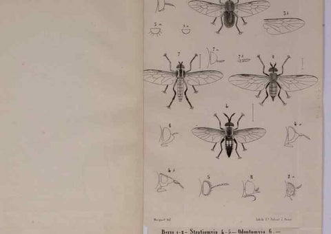 Reproducción/Reproduction 48602225062: Diptères exotiques nouveaux ou peu connus. Paris :Roret,1838-[43]. 