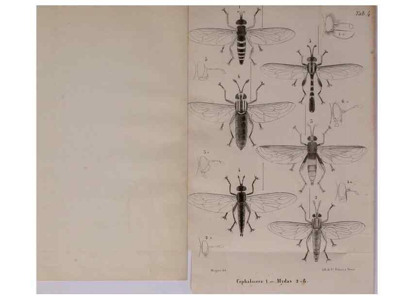 Reproducción/Reproduction 48602089941: Diptères exotiques nouveaux ou peu connus. Paris :Roret,1838-[43]. 