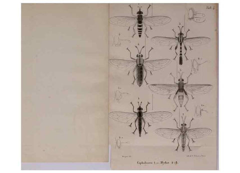 Reproducción/Reproduction 48602089941: Diptères exotiques nouveaux ou peu connus. Paris :Roret,1838-[43]. 