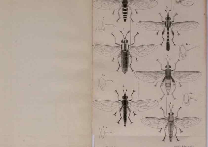 Reproducción/Reproduction 48602089941: Diptères exotiques nouveaux ou peu connus. Paris :Roret,1838-[43]. 