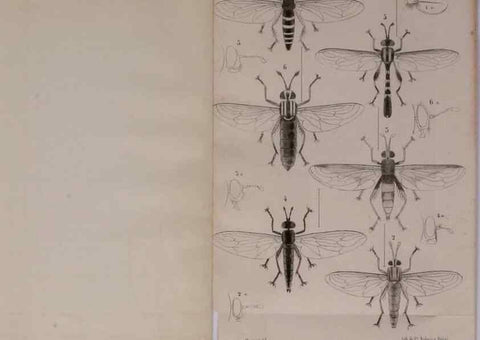 Reproducción/Reproduction 48602089941: Diptères exotiques nouveaux ou peu connus. Paris :Roret,1838-[43]. 