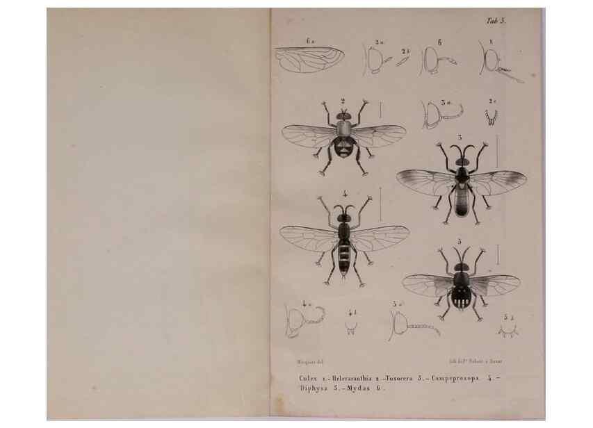 Reproducción/Reproduction 48602225602: Diptères exotiques nouveaux ou peu connus. Paris :Roret,1838-[43]. 