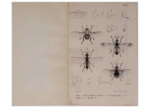 Reproducción/Reproduction 48602225602: Diptères exotiques nouveaux ou peu connus. Paris :Roret,1838-[43]. 