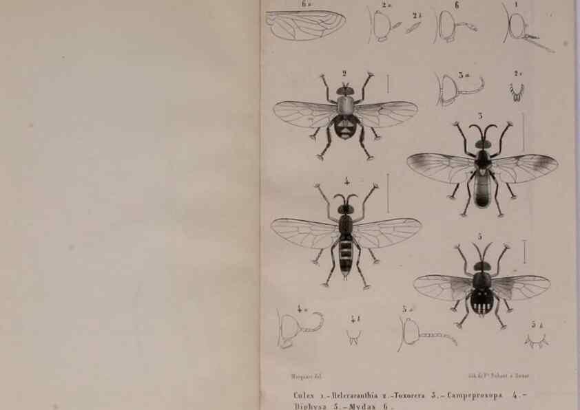 Reproducción/Reproduction 48602225602: Diptères exotiques nouveaux ou peu connus. Paris :Roret,1838-[43]. 