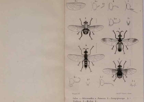 Reproducción/Reproduction 48602225602: Diptères exotiques nouveaux ou peu connus. Paris :Roret,1838-[43]. 