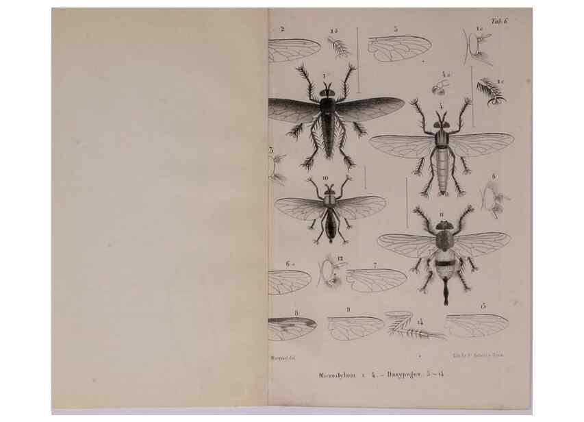 Reproducción/Reproduction 48602090656: Diptères exotiques nouveaux ou peu connus. Paris :Roret,1838-[43]. 