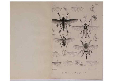 Reproducción/Reproduction 48602090656: Diptères exotiques nouveaux ou peu connus. Paris :Roret,1838-[43]. 