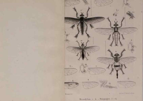 Reproducción/Reproduction 48602090656: Diptères exotiques nouveaux ou peu connus. Paris :Roret,1838-[43]. 