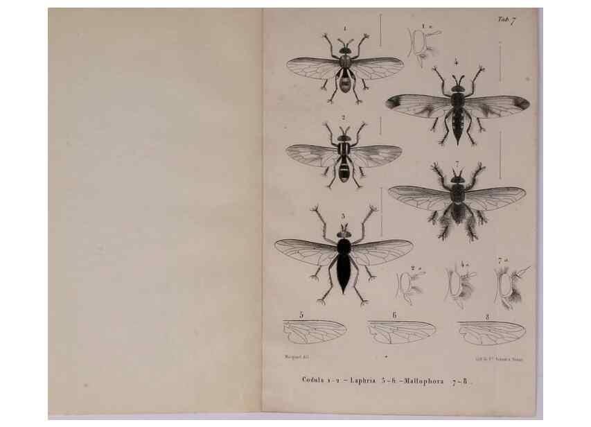 Reproducción/Reproduction 48602090941: Diptères exotiques nouveaux ou peu connus. Paris :Roret,1838-[43]. 