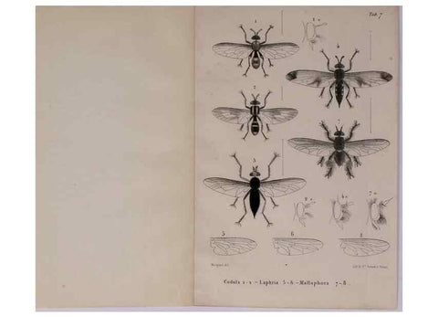 Reproducción/Reproduction 48602090941: Diptères exotiques nouveaux ou peu connus. Paris :Roret,1838-[43]. 